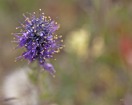 Purple Fringe 9667